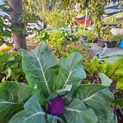 Garden Califlour Garden Califlour